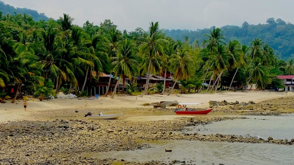 A view of a golden beach which runs up into lush green jungle