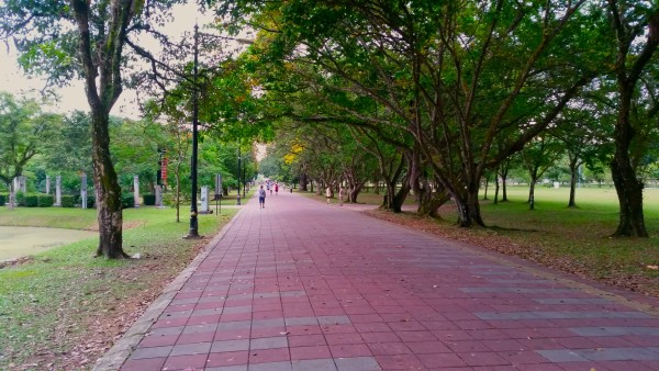 A wide tiled footpath leads under an avenue of trees