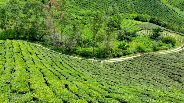 A plantation of tea rolls over the hills